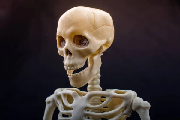 Menschliches Skelettschädelmodell Für Die Anatomie Wissenschaft Medizinisches Klinik Konzept — Stockfoto