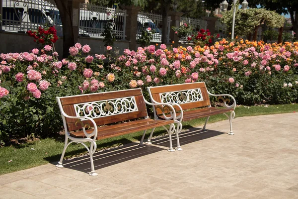 春の庭のベンチと美しいバラの束 — ストック写真