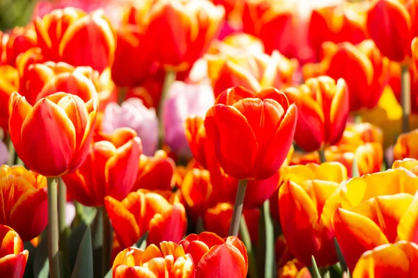 Flores Tulipanes Florecientes Como Fondo Planta Floral — Foto de Stock