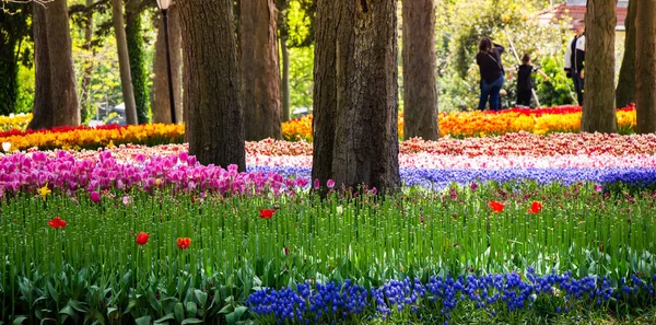 Blühende Tulpen Blühen Als Floraler Pflanzenhintergrund — Stockfoto