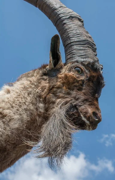 Wild brown mountain goat with two huge horns