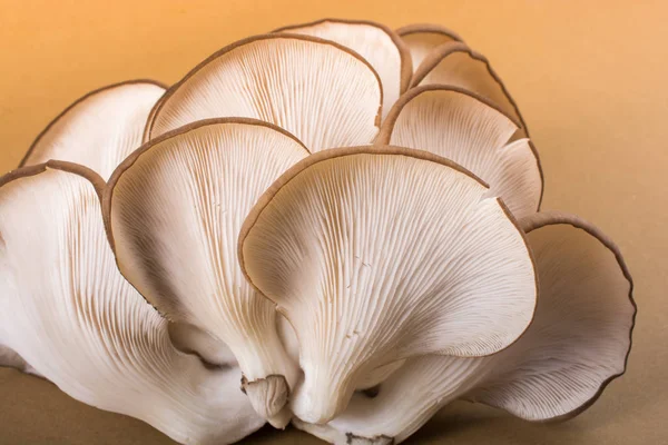 Oyster mushroom or Pleurotus ostreatus as easily cultivated mushroom — Stock Image Oyster Mushroom Pleurotus Ostreatus Easily Cultivated Mushroom Royalty Free Stock Images
