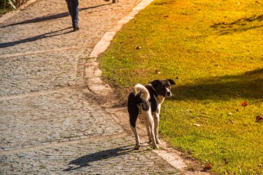 Evsiz sokak köpeği ometik hayvan konsepti olarak görülüyor.