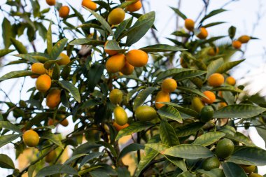 Demet taze olgun portakal bahçesinde bir portakal ağacı dalı
