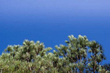 Çiçeksel arka plan dokusu olarak ağaç yaprakları