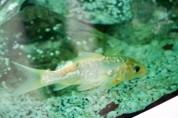 Akvaryumda Yüzen Renkli Balıklar — Stok fotoğraf