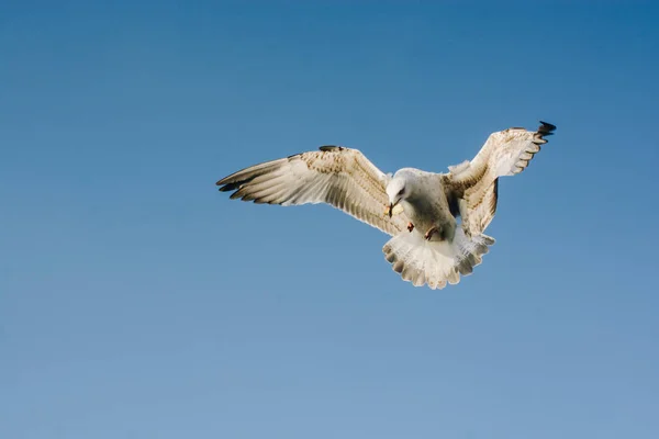 Seabird Γλάρος Πετάει Στον Ουρανό Έννοια Της Ελευθερίας — Φωτογραφία Αρχείου