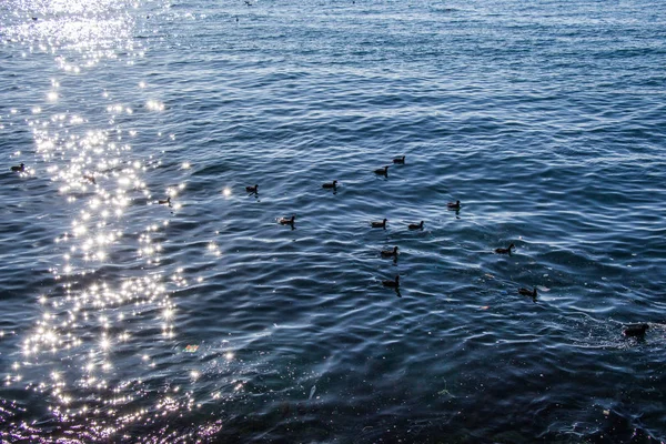 Gaivotas Brancas Patos Pretos Belo Mar Vista — Fotografia de Stock