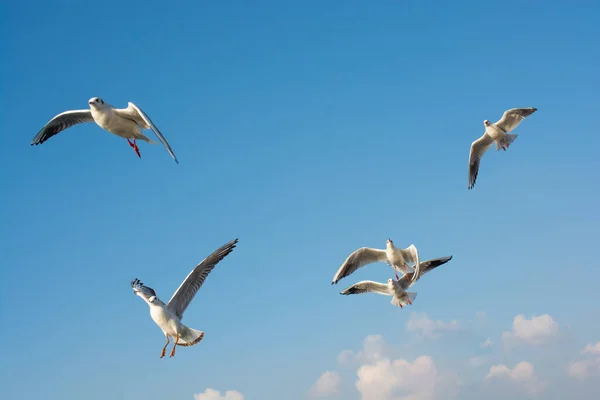 Seagull Flying Sky Seagull Flying Sky Freedom Concept — Stock Photo, Image