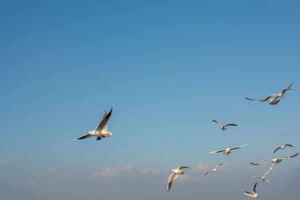 Martı Gökyüzünde Uçuyor Özgürlük Kavramı Olarak Uçan Martı — Stok fotoğraf