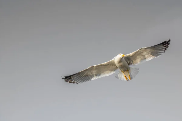 Gaviota Aves Marinas Está Volando Cielo Como Concepto Libertad —  Fotos de Stock