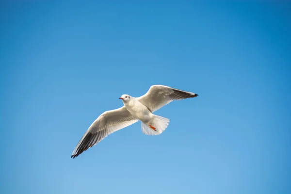 Deniz Kuşu Martısı Özgürlük Kavramı Olarak Gökyüzünde Uçuyor — Stok fotoğraf