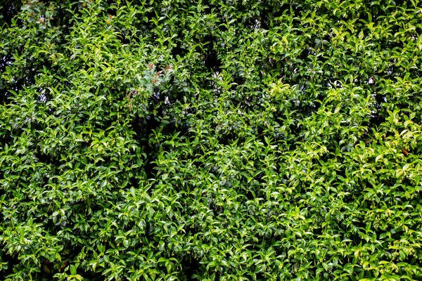 Textura Planta Primavera Abstracta Para Fondo Natural Concepto Hoja Verde —  Fotos de Stock