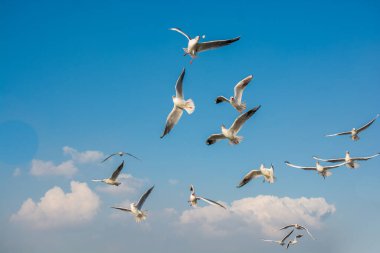 Martı gökyüzünde uçuyor. Özgürlük kavramı olarak uçan martı.