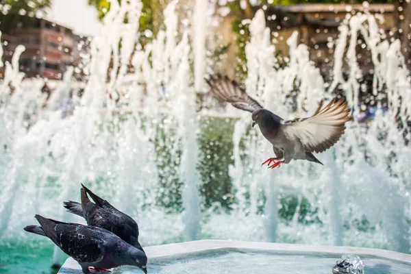素敵な鳩の鳥 都市の環境に住んでいることで都市の鳩 — ストック写真
