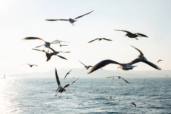 Gaivotas Estão Sobre Sobre Água Mar — Fotografia de Stock