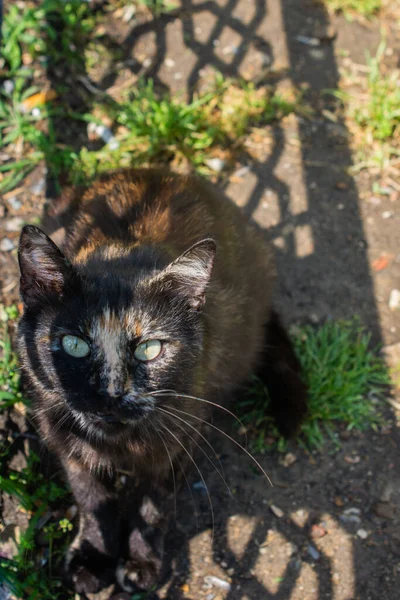 Bilder Der Schönen Katze Als Haustier Blick — Stockfoto