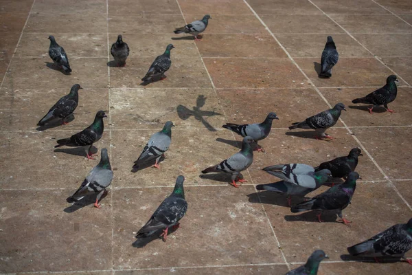 Adoráveis Pombos Pombas Cidade Por Viver Ambiente Urbano — Fotografia de Stock