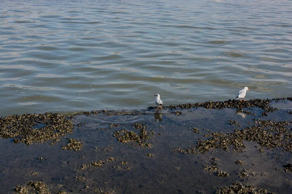 カモメが海で海岸に立って — ストック写真