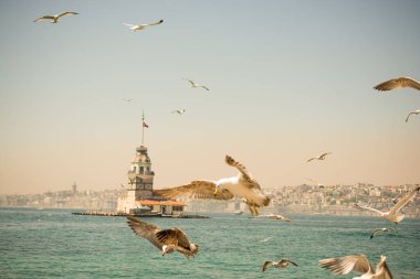 Arkasında Bakire Kulesi olan bir gökyüzünde martı.