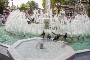 Susamış güvercinler çeşmede sıcak bir günde su içerler.
