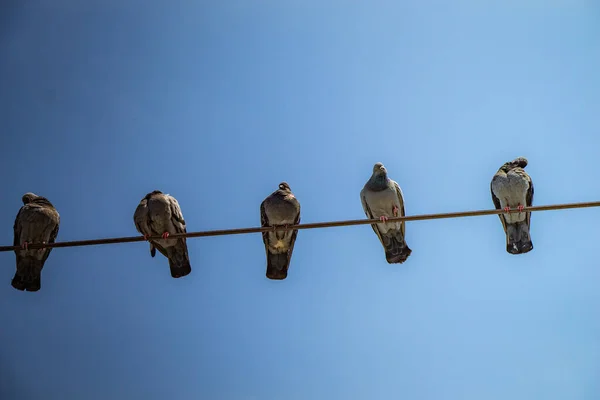 Pigeon Oiseaux Perchés Sur Fil Avec Fond Bleu Ciel — Photo