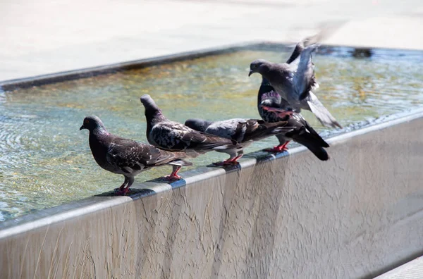 Thirsty pigeons drink water on a hot day at the fountain