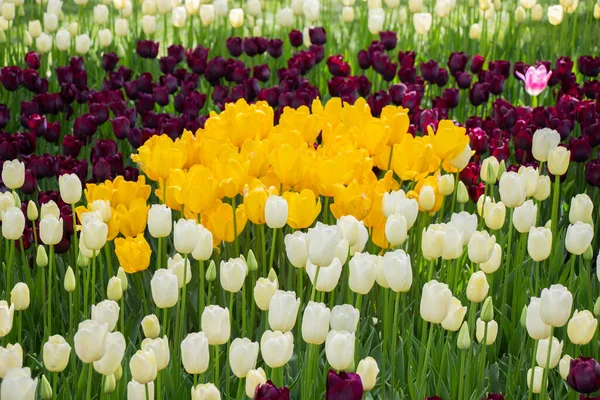 Flores Tulipanes Florecientes Como Fondo Planta Floral — Foto de Stock