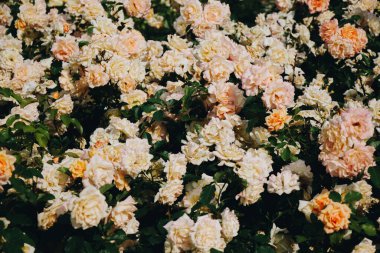 Botanik parkında pembe güller