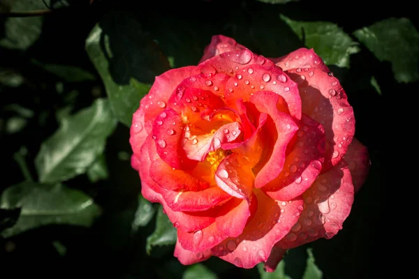Hermosa Rosa Colorida Con Gotas Agua — Foto de Stock
