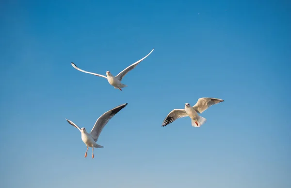 Mořský Pták Racci Viděli Létat Modré Obloze — Stock fotografie