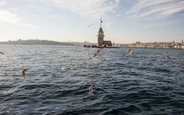 Möwe Fliegt Der Nähe Des Jungfernturms Istanbul Türkei — Stockfoto
