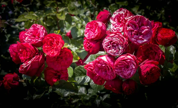 Blooming Beautiful Bunch Roses Spring Garden — Stock Photo, Image