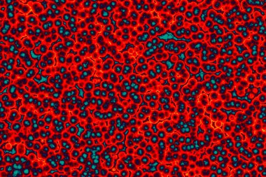 Bakteri hücresinin şekli: cocci, bacilli, spirilla bakteri arka planı