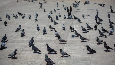 Güzel güvercin kuşları, şehir güvercinleri şehir ortamında yaşıyor.