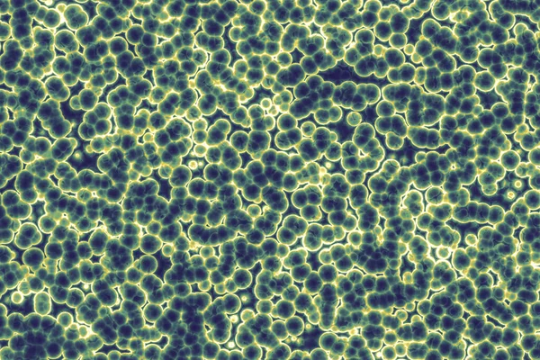 세포의 Cocci Bacilli Spirilla 박테리아 — 스톡 사진