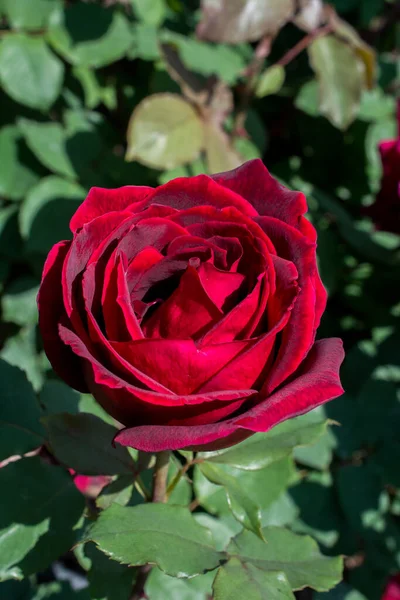 Blühende Schöne Bunte Rose Garten Natur Hintergrund — Stockfoto