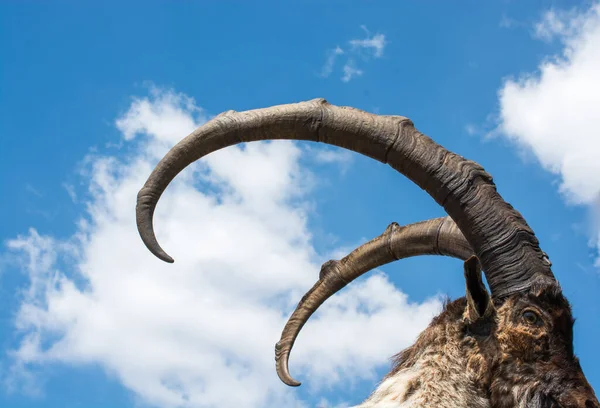 Wild Brown Mountain Goat Two Huge Horns — Stock Photo, Image