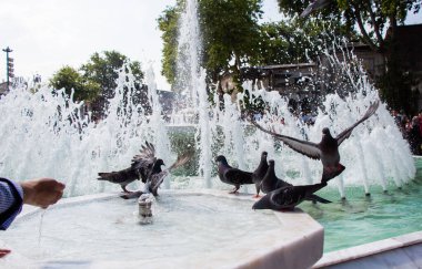 Susamış güvercinler çeşmede sıcak bir günde su içerler.