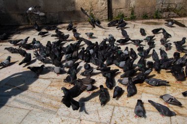 Güzel güvercin kuşları şehir ortamında beslenir.