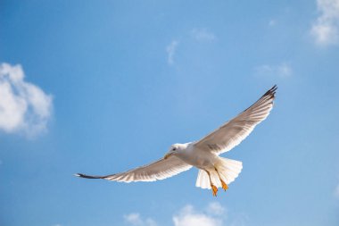 Deniz kuşu martısı özgürlük kavramı olarak gökyüzünde uçuyor.