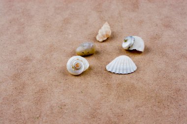 Kahverengi arka planda çeşitli küçük deniz kabukları