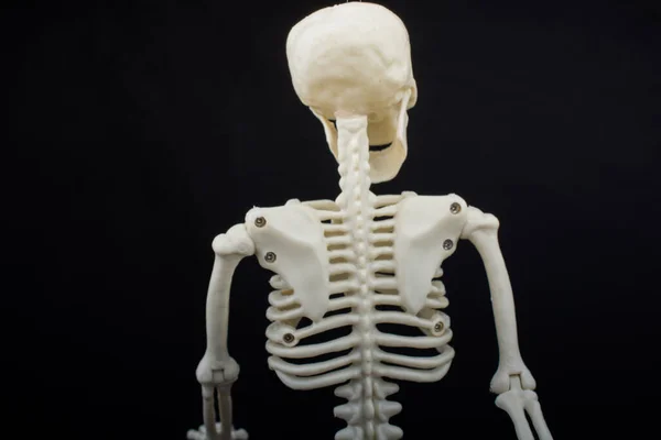 Menschliches Skelettmodell Für Die Medizinische Anatomie Wissenschaft Konzept Der Medizinischen — Stockfoto