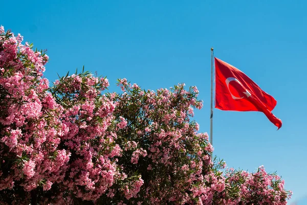 Державний Прапор Туреччини Білою Зіркою Місяцем Полюсі Квітами — стокове фото