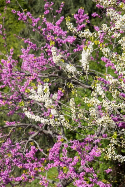 Fleurs Colorées Fleurissent Printemps Dans Les Arbres — Photo