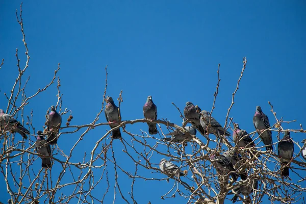 Pigeons Sitting Tree Branch — Stock Photo, Image
