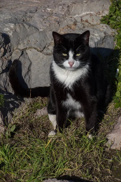 Fotos Del Gato Encantador Como Animal Doméstico Vista — Foto de Stock