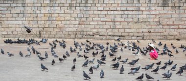 Güzel güvercin kuşları, şehir güvercinleri şehir ortamında yaşıyor.