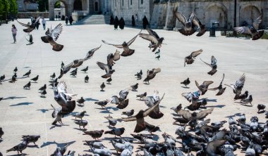 Güzel güvercin kuşları, şehir güvercinleri şehir ortamında yaşıyor.