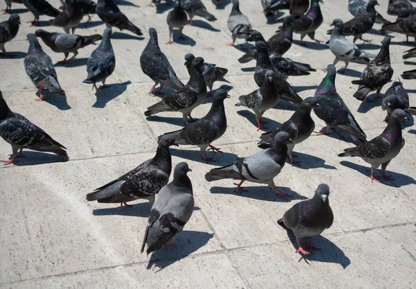 Aves Palomas Encantadoras Palomas Ciudad Por Vivir Entorno Urbano — Foto de Stock